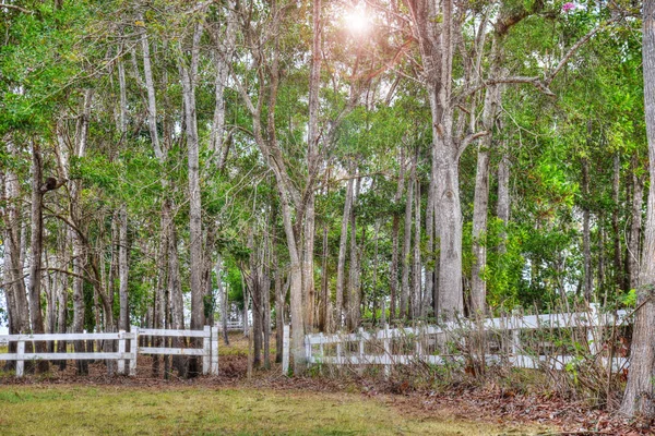 Fence and trees — Stock Photo, Image