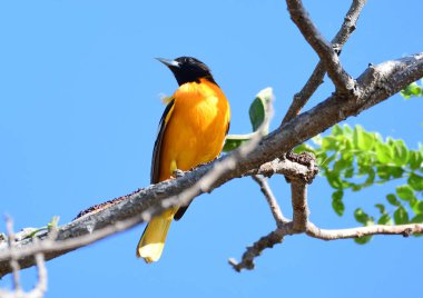 Baltimore sarıasma (sarilik galbula) 