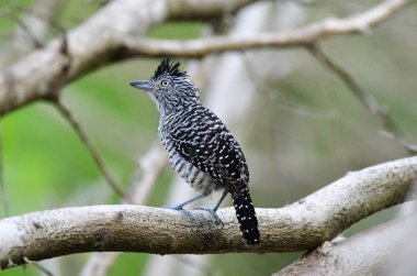 Engellenmiş Antshrike (Thamnophilus doliatus)