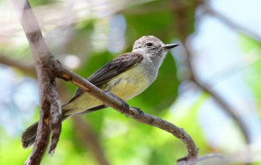 Panama Sinek Yakalayıcısı (Myiarchus panamensis)
