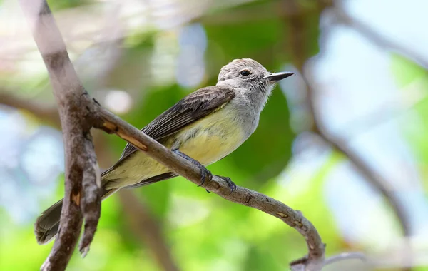 Captador de moscas panamenho (Myiarchus panamensis ) — Fotografia de Stock