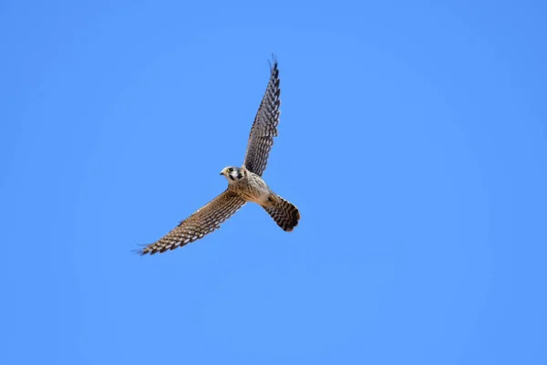 Американская пустельга (Falco sparverius ) — стоковое фото