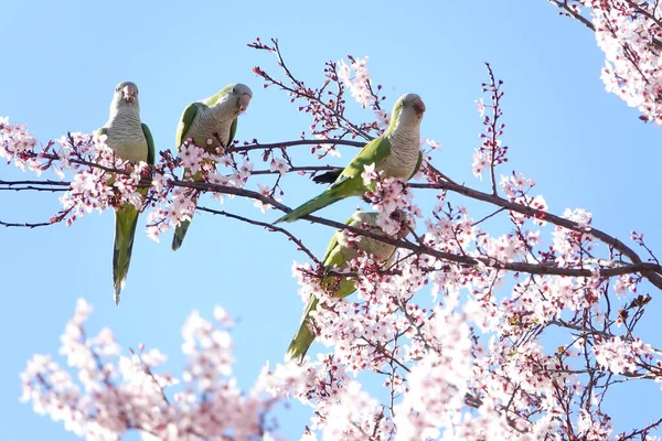 Several Monk Parakeets (Myiopsitta monachus) eating flowers from