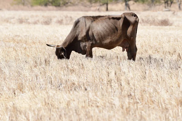 Vache solitaire nidification dans un champ de pâturage — Photo