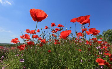 Çayır çiçek haşhaş