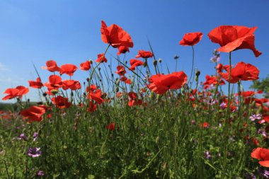 Çayır çiçek haşhaş