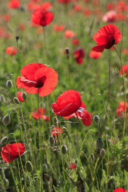 Yeşil çayır üzerinde kırmızı haşhaş