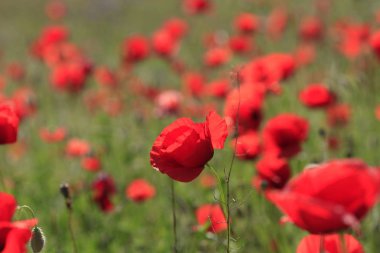 Yeşil çayır üzerinde kırmızı haşhaş