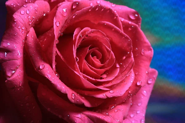 Rosa com gotas de água em pétalas — Fotografia de Stock