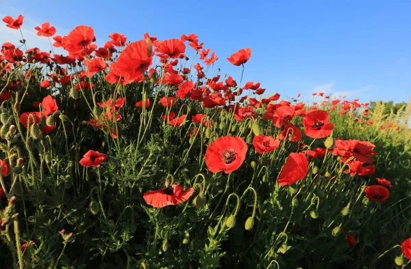 Vacker röd vallmo blomma i sommar på en grön äng — Stockfoto