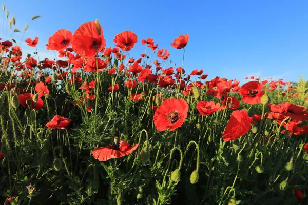 Vacker röd vallmo blomma i sommar på en grön äng — Stockfoto