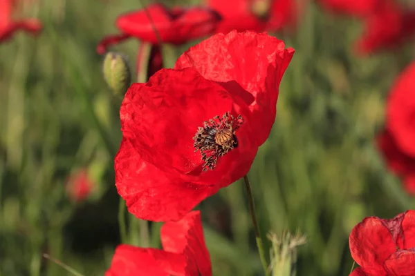 Röd vallmo på en grön äng — Stockfoto