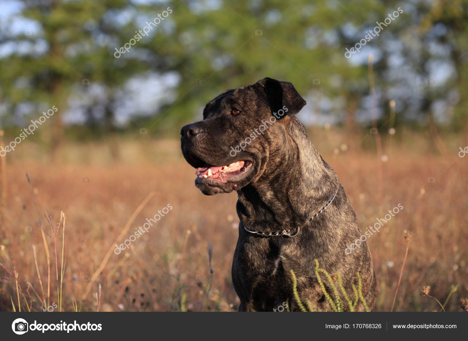 Portrait Of A Dog Breed Cane Corso On A Nature Background