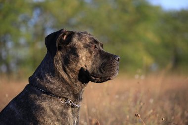  Doğa arka plan üzerinde bir köpek ırkı Cane Corso portresi