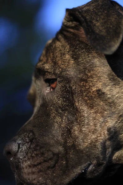 Retrato de una raza canina Cane Corso — Foto de Stock