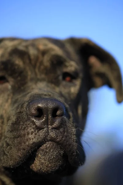 Portrait d'un chien de race Cane Cors, lentille se concentrer sur le nez du chien — Photo