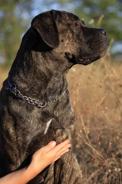 Portréja egy kutyafajta Cane Corso a természet háttér — Stock Fotó