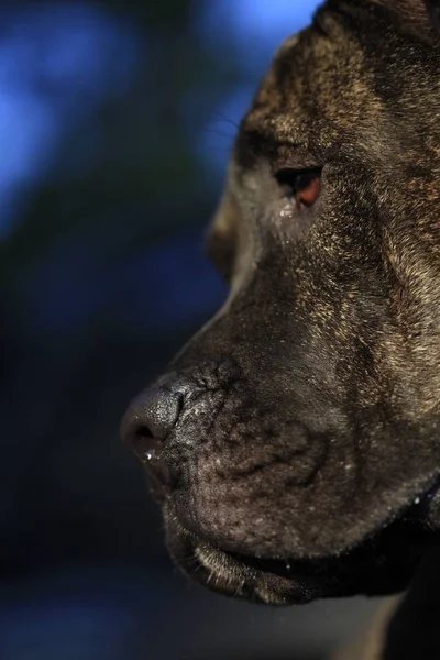Retrato de una raza canina Cane Corso — Foto de Stock