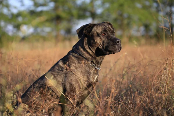 Portret van een hondenras Cane Corso op een natuur-achtergrond — Stockfoto