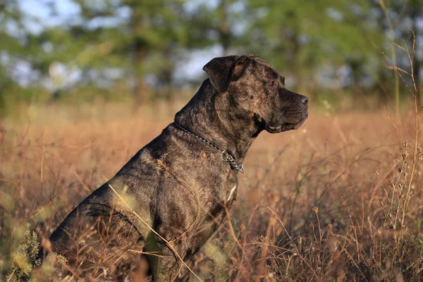 Porträtt av en hund rasen Cane Corso på natur botten — Stockfoto
