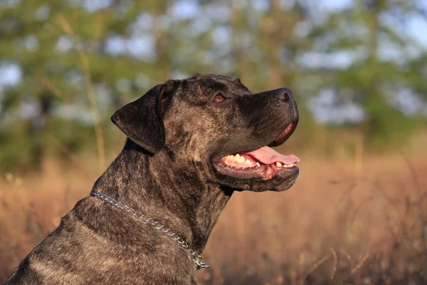 Retrato de una raza canina Cane Corso sobre un fondo natural — Foto de Stock
