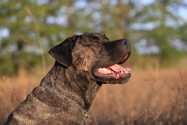 Portréja egy kutyafajta Cane Corso a természet háttér — Stock Fotó