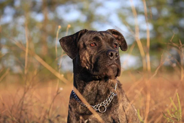 Portréja egy kutyafajta Cane Corso a természet háttér — Stock Fotó