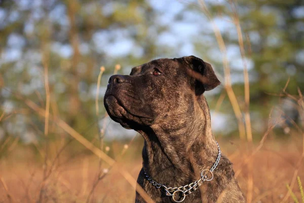 Porträtt av en hund rasen Cane Corso på natur botten — Stockfoto