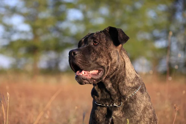 Retrato de uma raça de cão Cana Corso em um contexto de natureza — Fotografia de Stock