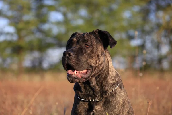 Porträtt av en hund rasen Cane Corso på natur botten — Stockfoto