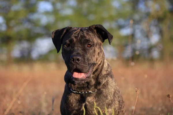 Retrato de una raza canina Cane Corso sobre un fondo natural — Foto de Stock