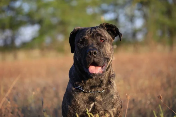 Portret van een hondenras Cane Corso op een natuur-achtergrond — Stockfoto