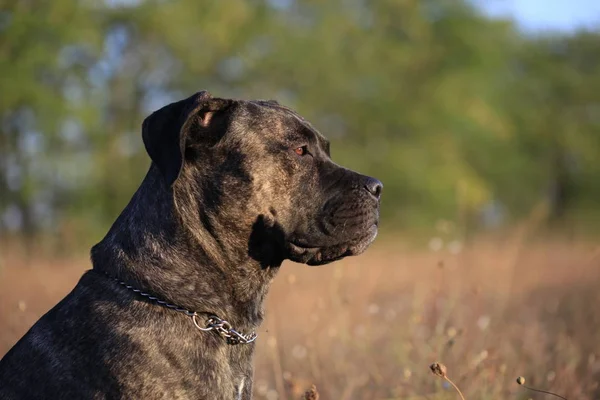 Portréja egy kutyafajta Cane Corso a természet háttér — Stock Fotó