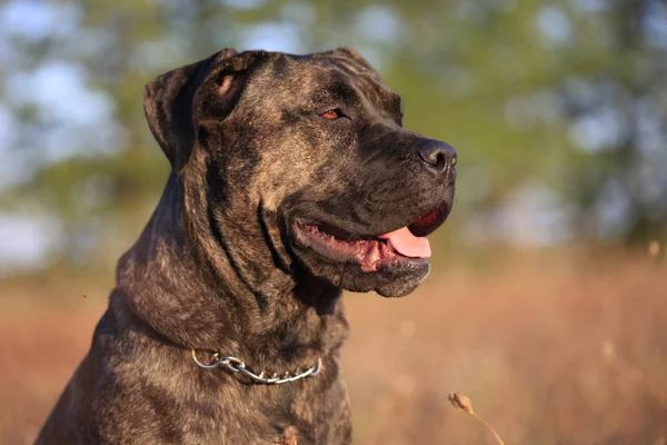 Porträtt av en hund rasen Cane Corso på natur botten — Stockfoto