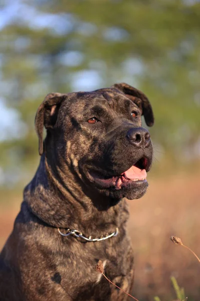 Porträtt av en hund rasen Cane Corso på natur botten — Stockfoto