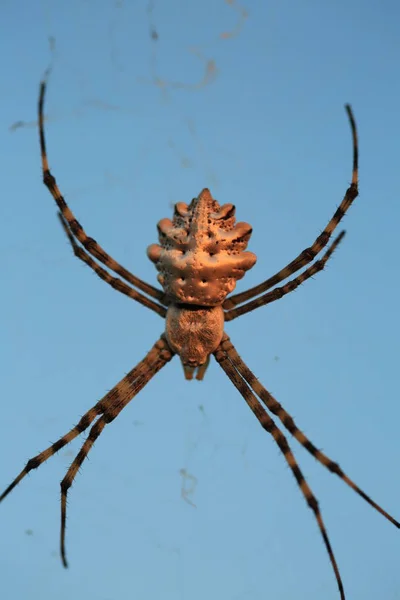 Mavi gökyüzüne karşı bir web örümcek — Stok fotoğraf