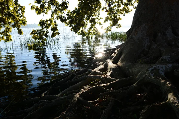 Sjön träd speglar solen — Stockfoto