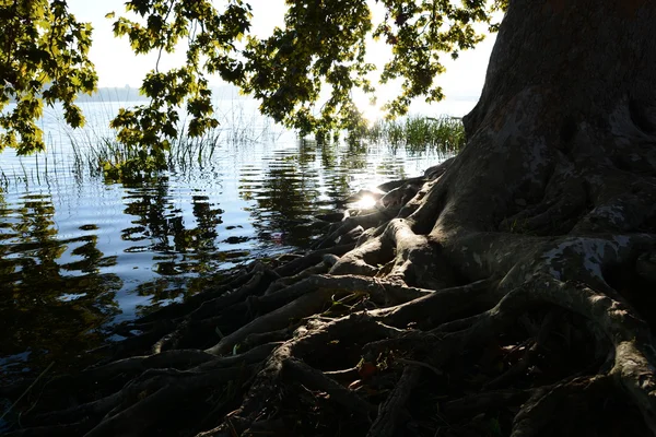 See Baum Reflexion Sonne — Stockfoto