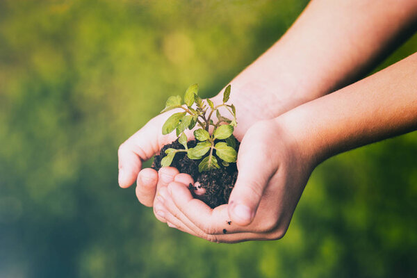 child hands leaf growth green