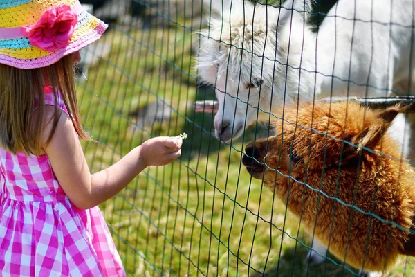 Schattig meisje alpaca voederen in de dierentuin op zonnige zomerdag — Stockfoto