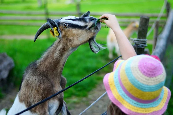Sevimli küçük kız bir keçi hayvanat bahçesinde sıcak güneşli yaz gününde besleme. — Stok fotoğraf