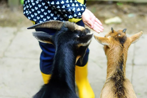 Entzückendes kleines Mädchen füttert an einem heißen, sonnigen Sommertag eine Ziege im Zoo — Stockfoto