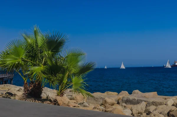Piccola palma verde su uno sfondo di mare e yacht — Foto Stock