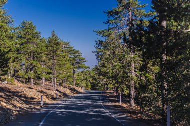 Çam ormanın içinden geçen dağ yolu. 