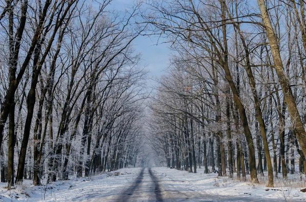 Hermosa carretera cubierta de nieve. Altos árboles hermosos en la nieve y fr —  Fotos de Stock