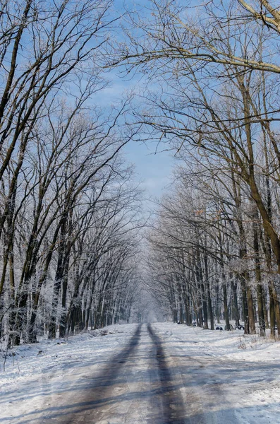 Hermosa carretera cubierta de nieve. Altos árboles hermosos en la nieve y fr —  Fotos de Stock