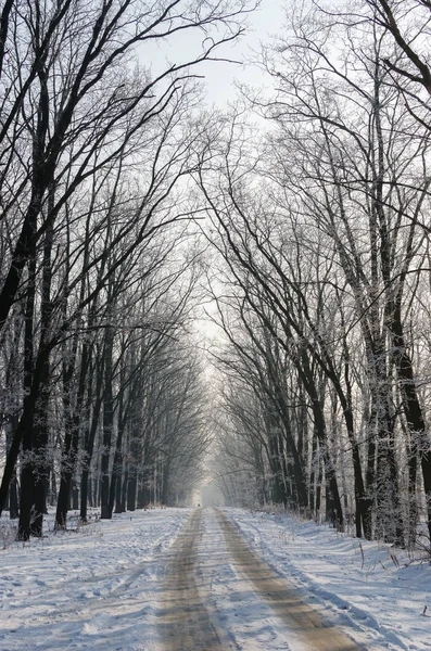 Hermosa carretera cubierta de nieve. Altos árboles hermosos en la nieve y fr —  Fotos de Stock