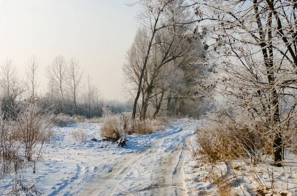 Hermosa carretera cubierta de nieve. Altos árboles hermosos en la nieve y fr —  Fotos de Stock