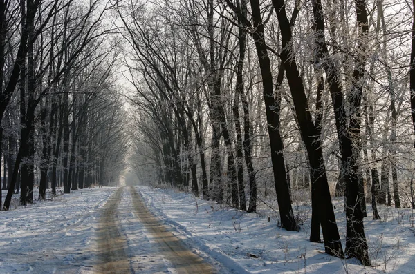 Hermosa carretera cubierta de nieve. Altos árboles hermosos en la nieve y fr —  Fotos de Stock