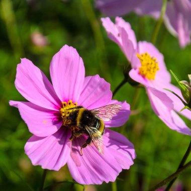 Çalışkan Arı inşaat üstünde bir çiçek - polen toplar